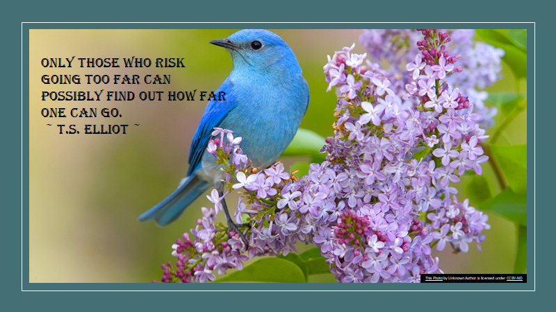 blue bird on a lavender branch