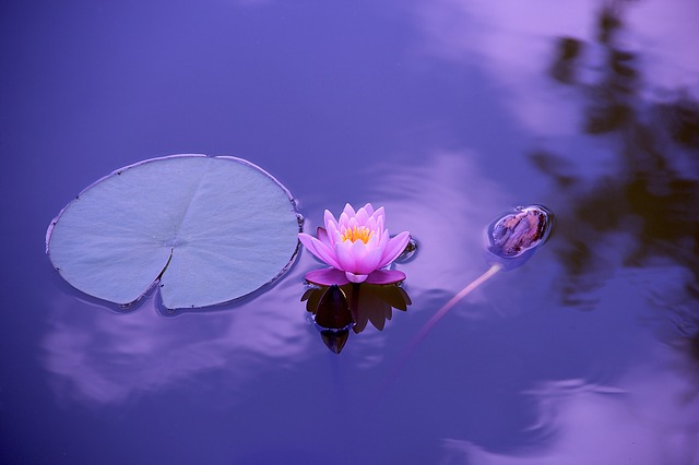 pink lotus bloom on water